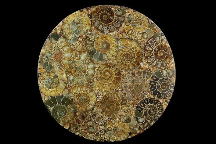 Composite Plate Of Agatized Ammonite Fossils #130554